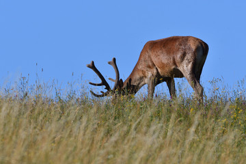 Stag deer with growing antler to rest on the grass in spring 