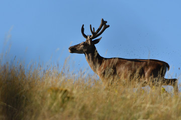 Portrait of deer head with growing antlers in spring on green pasture