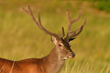 Portrait of deer head with growing antlers in spring on green pasture