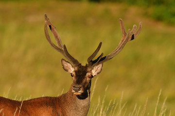Portrait of deer head with growing antlers in spring on green pasture