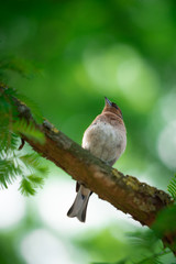 Common Chaffinch small bird singing on a branch with green background