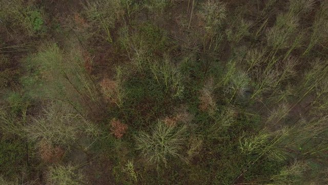 Aerial view circeling around an empty almost dead, leafless forest with hight different colored trees and loads of fallen trees in winter in europe