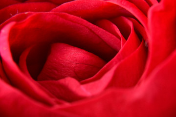 Macro rose