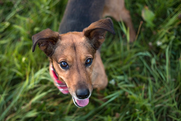 Portrait of a Terrier Dachshund Mix