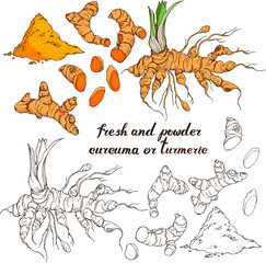 Vector set with hand drawn turmeric : root, slices, powder. Linear, line art and in realistic colors. Hand written lettering