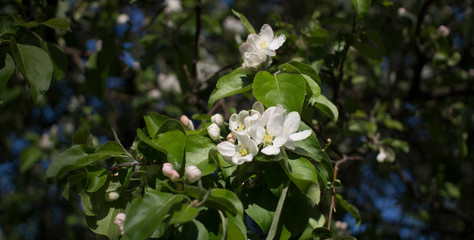 Naklejka premium flowering branches of Apple trees in a natural environment. tenderness and light. spring beauty. the Apple tree in its glory. Soft focus