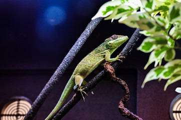 Lizard on a branch
