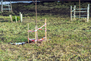 young trees in protective fences