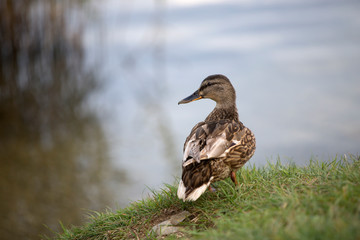 Female mallard (Anas platyrhynchos) duck on a lake