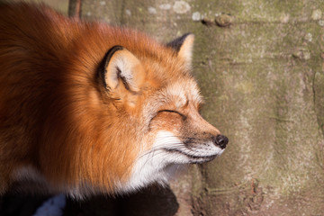 Orange fox