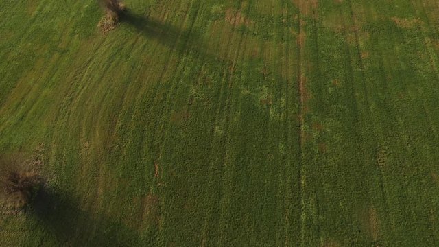 Aerial view, starting with a close up of the green grass and circeling around showing a full view of the meadows, trees and sky