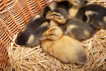 Newborn ducklings in a basket
