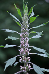 In the meadow among the herbs grow dog nettle is five-bladed (Leonurus quinquelobatus)