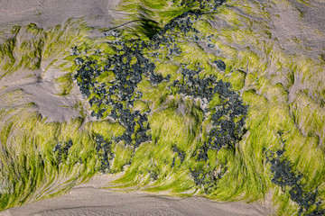 Seaweed, sand and rock on a Bermudan Beach