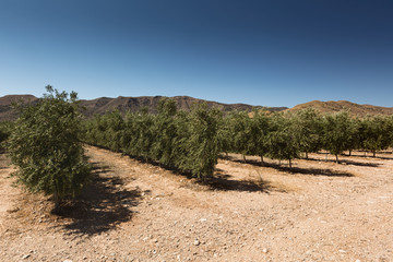 Fototapeta na wymiar Olive Tree Plantation, Andalusia, Spain by Summer