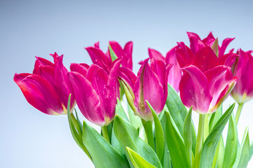 Beautiful bouquet. Violet tulips on a light background.