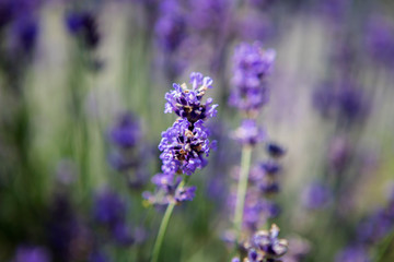Purple lavender in a field