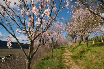 Obraz premium Mandelblüte auf dem Mandelberg bei Mittelwihr im Elsass