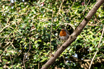 Robin Bird perched on tree branches redbreast outdoors nature