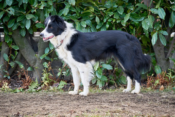Border Collie