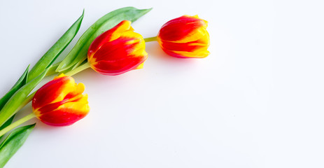tulips yellow red on a white background.