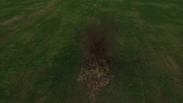 Aerial view of pollard willow in winter, a rustic and tranquil video that slowly turns around the willlow 
