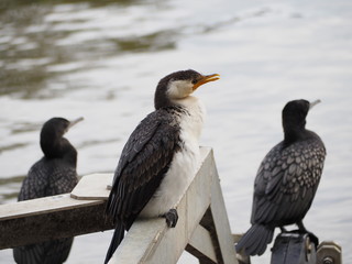 Fototapeta premium Some cormorants ready to eat