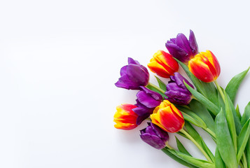 tulips yellow red purple on a white background. Frame for greeting card with place for text