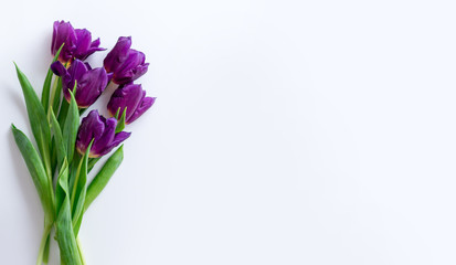 purple tulips on a white background. spring frame for greeting card with place for text