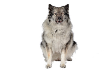 Hund im Fotostudio Wolfsspitz