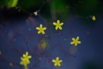 Fototapeta na wymiar yellow flowers on a blue background