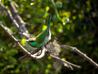 Beautiful green bird at the national park