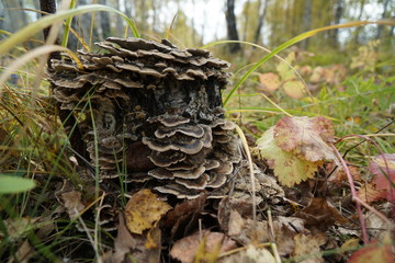 Mushroom parasite. Tinder fungus (Trametes versicolor) grows on a birch stump in the autumn forest.