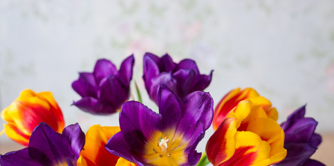 purple, red, yellow tulips close-up. spring flower background
