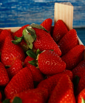 Fresas o fresones de temporada madura y ricas, listas para comer	
