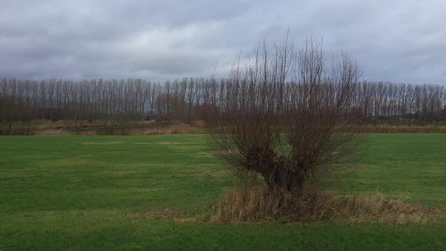 Aerial view of pollard willow in winter, a rustic and tranquil video that slowly turns around the willlow 