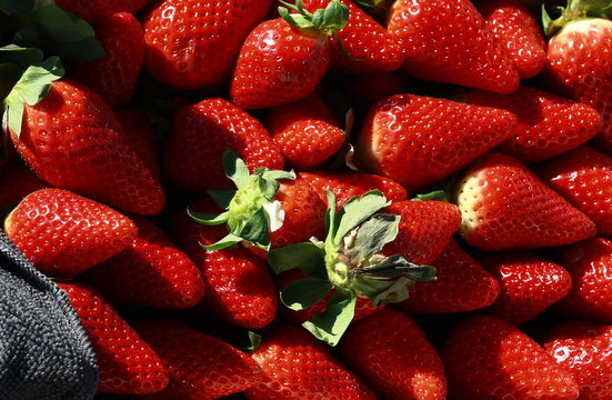 Fresas o fresones de temporada madura y ricas, listas para comer