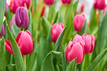growing vibrant pink and purple tulips close-up