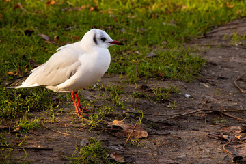 mediterranean gull close up bird outdoors nature wings feathers beak uk london