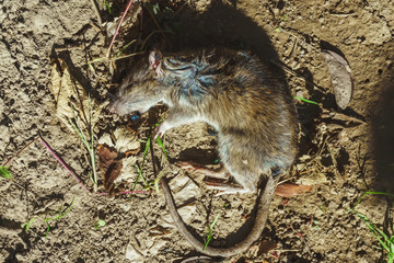 A dead rat on the ground. Extermination of rats on the farm. Dead rodent pest in the garden