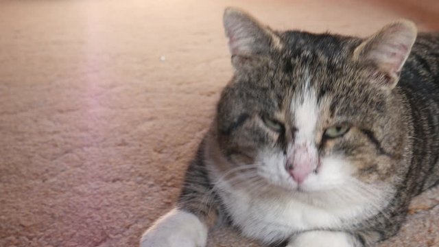 A beautiful big brown cat lies on the cofre and turns on the camera. The striped cat looks at the camera at close range. The cat's muzzle is close-up.