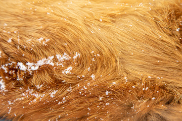 The background of the fur of a red fox with snowflakes