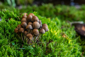 A detailed macro shot with shallow depth of field on a small group of coprinellus, brown capped mushrooms growing in woodland with blurry green background