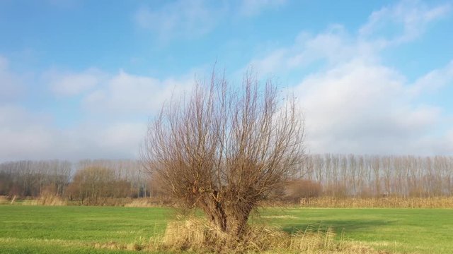 Aerial view of pollard willow in winter, a rustic and tranquil video that slowly turns around the willlow 