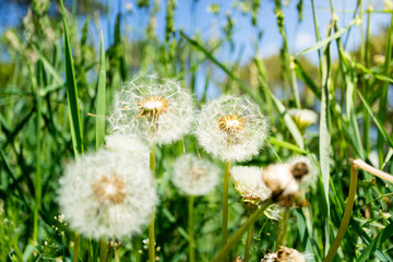 Dandelion flower with dandelion seeds in the green grass. Summer background. Flowering of dandelions landscape, spring, ecology, floral concept