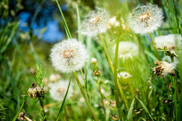 Dandelion flower with dandelion seeds in the green grass. Summer background. Flowering of...