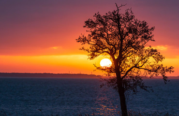 Fototapeta na wymiar beautiful sunrise by the sea near a tree
