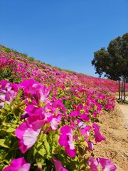 Obraz premium flower