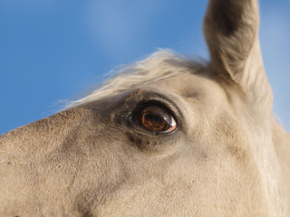 Horse Abstract