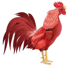 coq chant, en chant de coq ,  matinal,  poulet, oiseau, reveille, ferme, animal, volaille, rouge , poule, coquelet, fond  blanc,  agriculture, rural,  nature, bec, domestique, coloré, agriculture, via